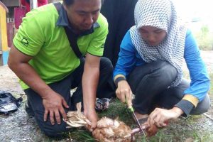 kursus sembelihan haiwan kota marudu